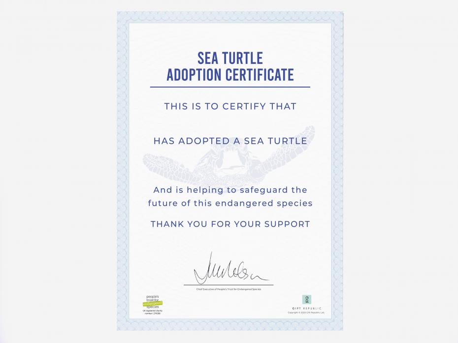 Adopt a Sea Turtle